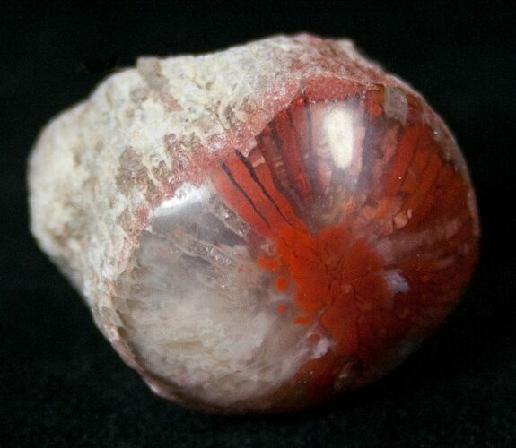 Pennsylvanian Aged Red Agatized Horn Coral - Utah #15247